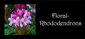 Floral-Rhododendrons